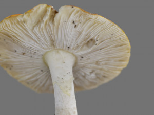 mushroom 4 Model 3D