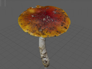 mushroom 4 Model 3D