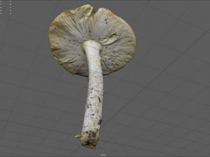 mushroom 4 3D Model