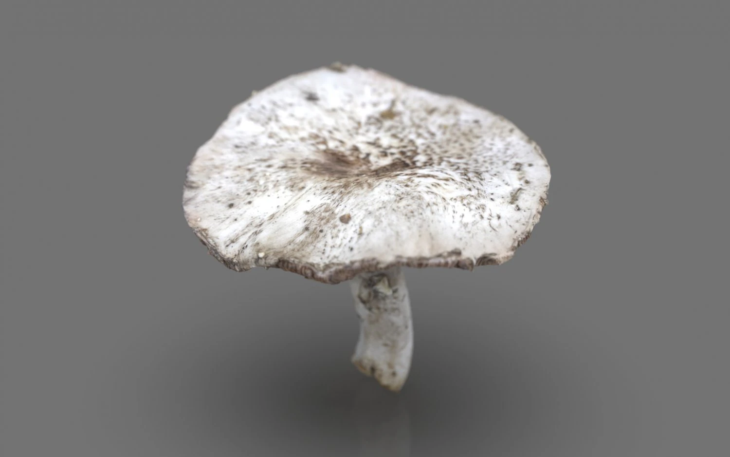 mushroom 7 3D Model .c4d .max .obj .3ds .fbx .stl .blend 