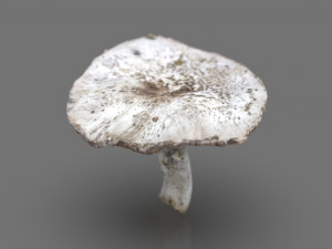 mushroom 7 3D मॉडल