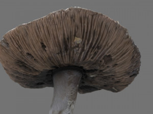 mushroom 7 Modèle 3D