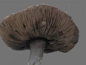 mushroom 7 3D Model