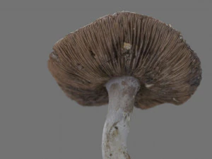 mushroom 7 3D Model