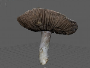 mushroom 7 Modèle 3D