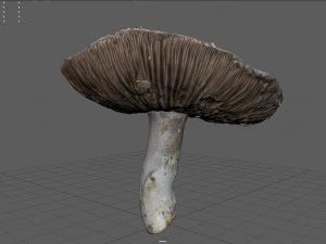 mushroom 7 3D Model