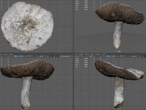 mushroom 7 3D Model