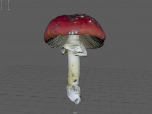 mushroom 8 3D Model