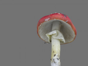 mushroom 8 3D 模型
