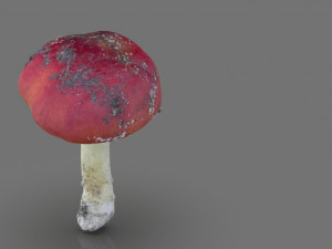 mushroom 8 3D 模型