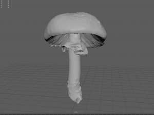 mushroom 8 3D 模型