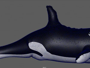 pływająca orka Model 3D