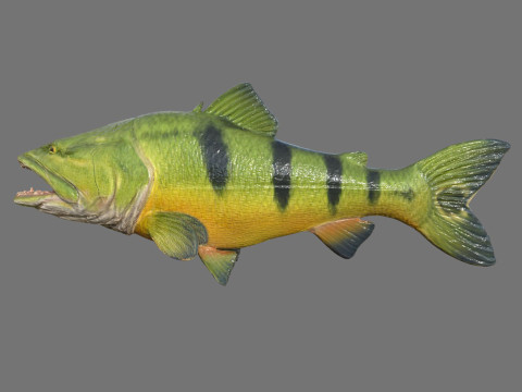 Modello di pesce Piranha Low-poly Modello 3D