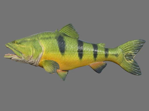 Piranha Fish Model Low-poly 3D Model