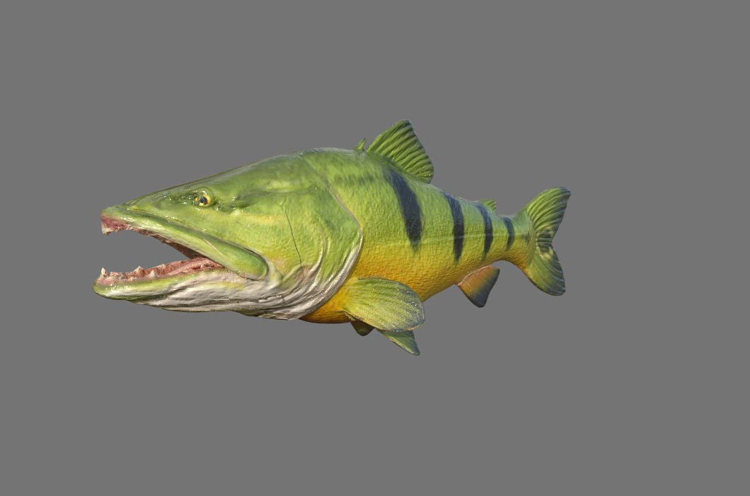Piranha Fish Model Low-poly 3D Model .c4d .max .obj .3ds .fbx .stl .blend 