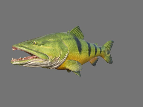Model ryby piranii Low-poly Model 3D