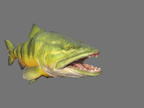 Modello di pesce Piranha Low-poly Modello 3D