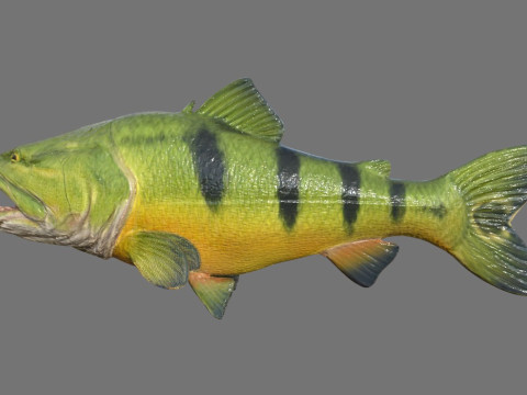 Modello di pesce Piranha Low-poly Modello 3D