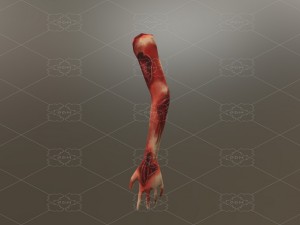 body parts blood 3D Model