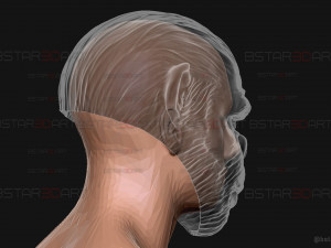 King Monkey Mask - Kingdom of The Planet of The Apes 3D-Druckmodell