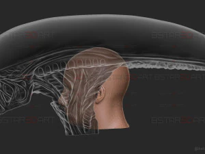 Alien Xenomorph Mask Decor Wearable 3D Print Model