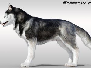 Realistic Siberian Husky with fur Rigged 3D Model
