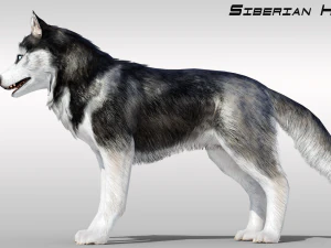 Husky siberiano realistico con pelliccia truccata Modello 3D