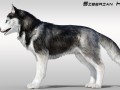 Realistic Siberian Husky with fur Rigged 3D 모델