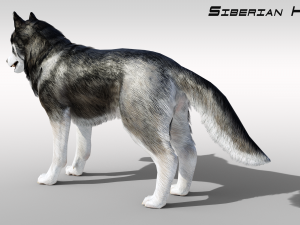 Realistic Siberian Husky with fur Rigged 3D-Modell