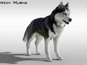 Realistic Siberian Husky with fur Rigged 3D-Modell
