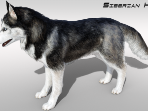 Realistic Siberian Husky with fur Rigged 3D-Modell