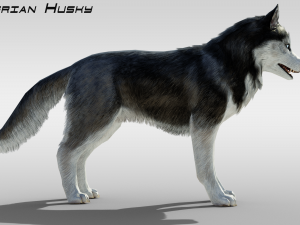 Realistic Siberian Husky with fur Rigged 3D-Modell