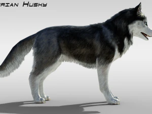 Realistic Siberian Husky with fur Rigged 3D Model