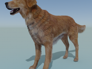Realistic Dog Golden Retriever with fur and Rigged 3Dモデル