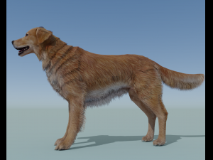 Realistic Dog Golden Retriever with fur and Rigged 3Dモデル