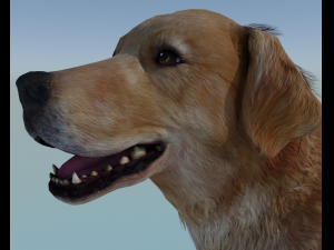 Realistic Dog Golden Retriever with fur and Rigged 3Dモデル
