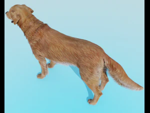 C&atilde;o Golden Retriever realista com p&ecirc;lo e Rigged Modelo 3D