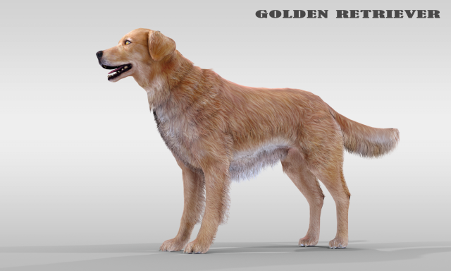 Realistic Dog Golden Retriever with fur and Rigged 3Dモデル .c4d .max .obj .3ds .fbx .stl .blend 