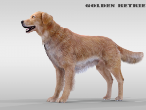 Realistic Dog Golden Retriever with fur and Rigged 3D Model