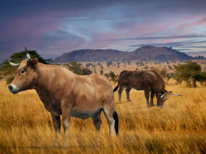 Realistic Cattle Steer Cow Bull Rigged Animation 3D Model