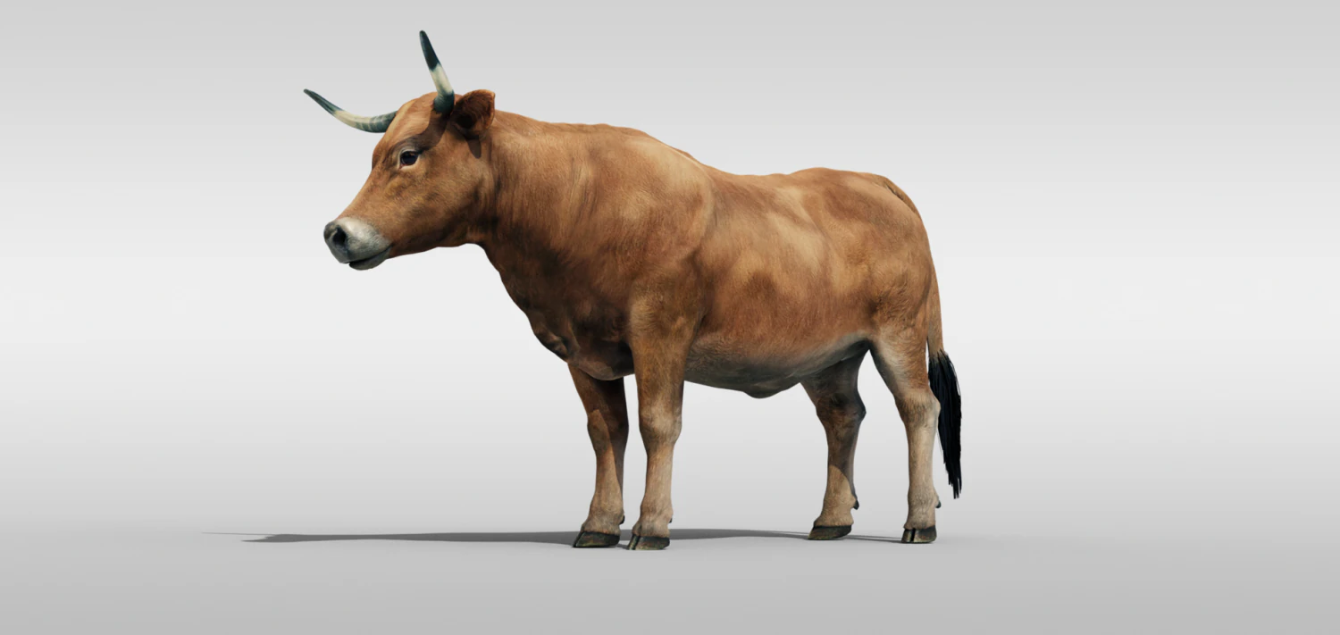 Realistic Cattle Steer Cow Bull Rigged Animation 3D Model .c4d .max .obj .3ds .fbx .stl .blend 