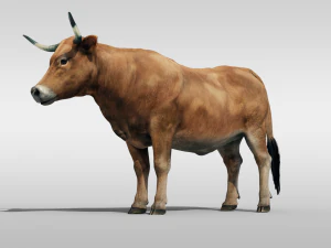 Ger&ccedil;ek&ccedil;i Sığır Y&ouml;nlendirmek İnek Boğa Armalı Animasyon 3D Model