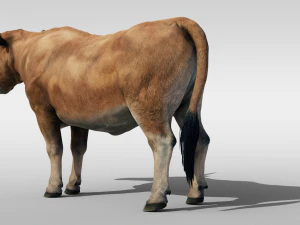 Realistic Cattle Steer Cow Bull Rigged Animation 3D Model