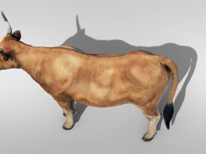 Realistic Cattle Steer Cow Bull Rigged Animation 3D Model