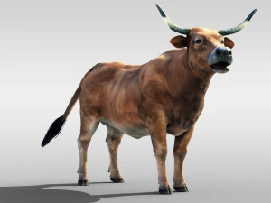 Realistic Cattle Steer Cow Bull Rigged Animation 3D Model