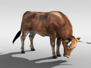 Realistic Cattle Steer Cow Bull Rigged Animation 3D Model