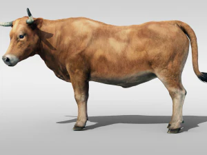 Realistic Cattle Steer Cow Bull Rigged Animation 3D Model