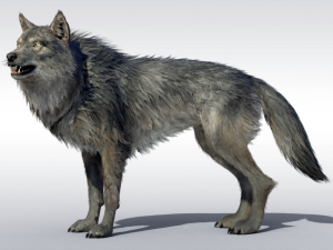 Wolf Realistic with Fur and Rigged 3D Model