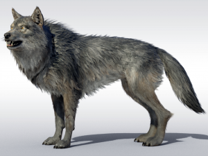 Wolf Realistic with Fur and Rigged 3Dモデル