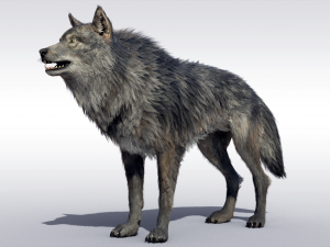 Wolf Realistic with Fur and Rigged 3D Модель